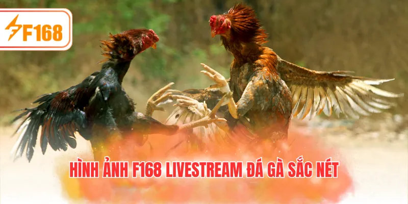 Hình ảnh F168 Livestream đá gà sắc nét